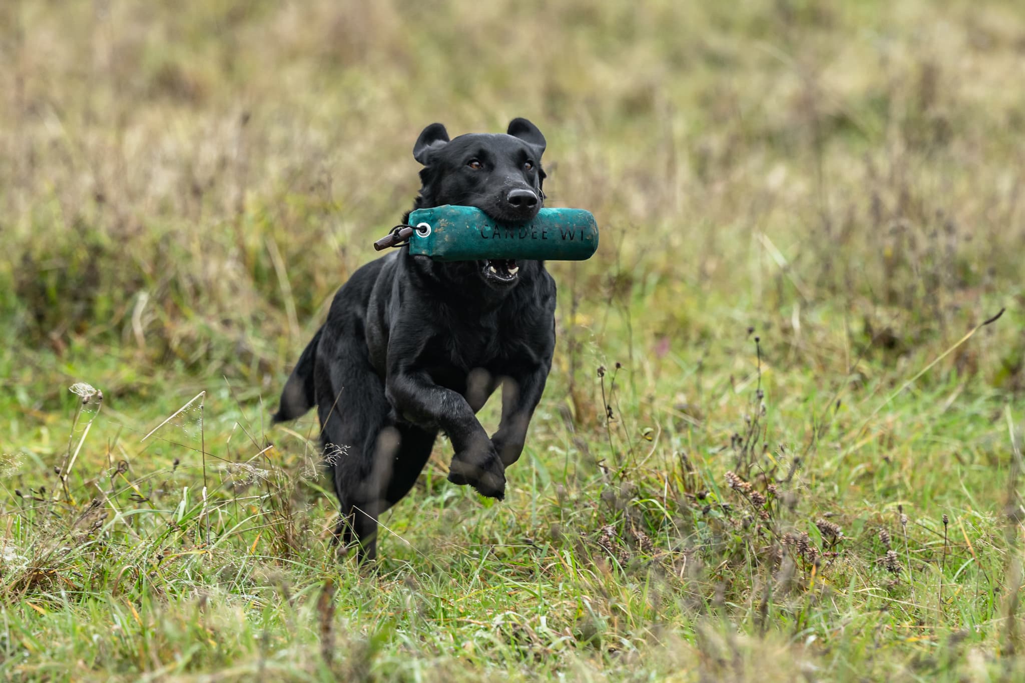 Labrador beim Dummytraining